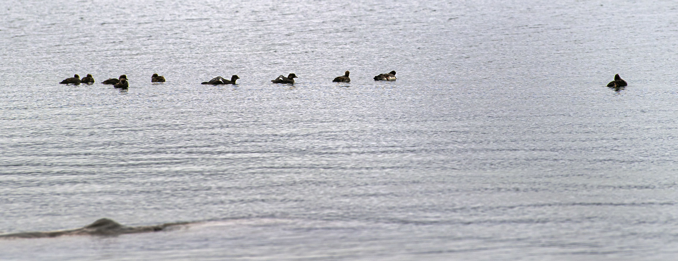 Raft of ducks
